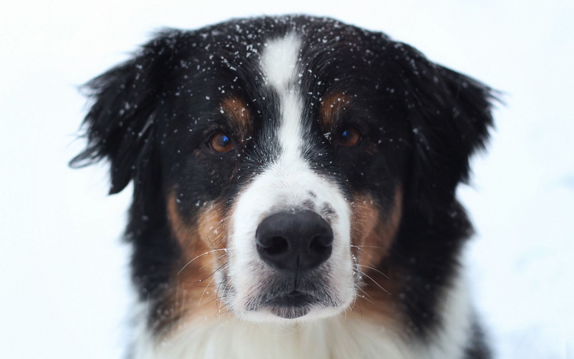 chien regard ami