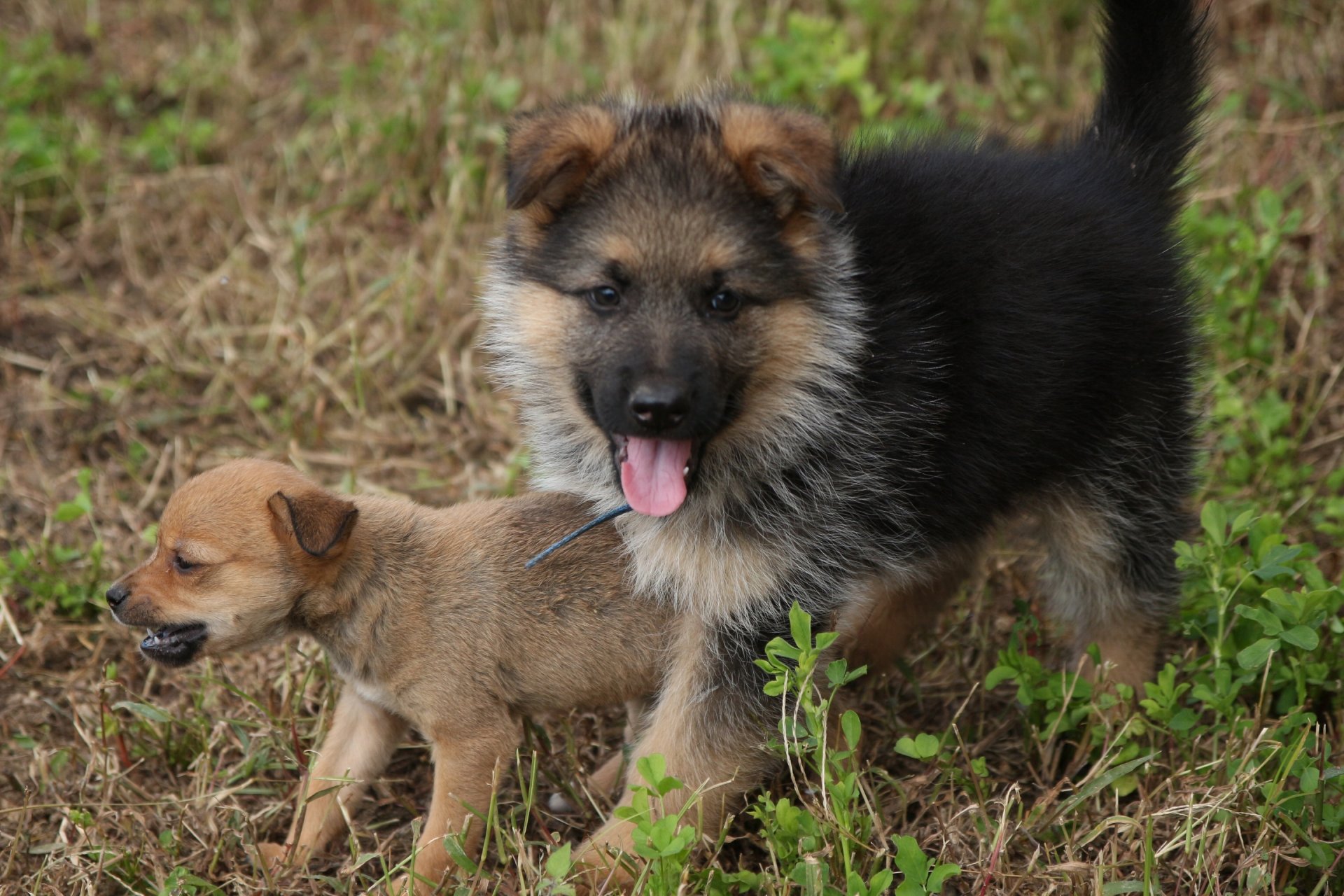 perros cachorros niños pequeños