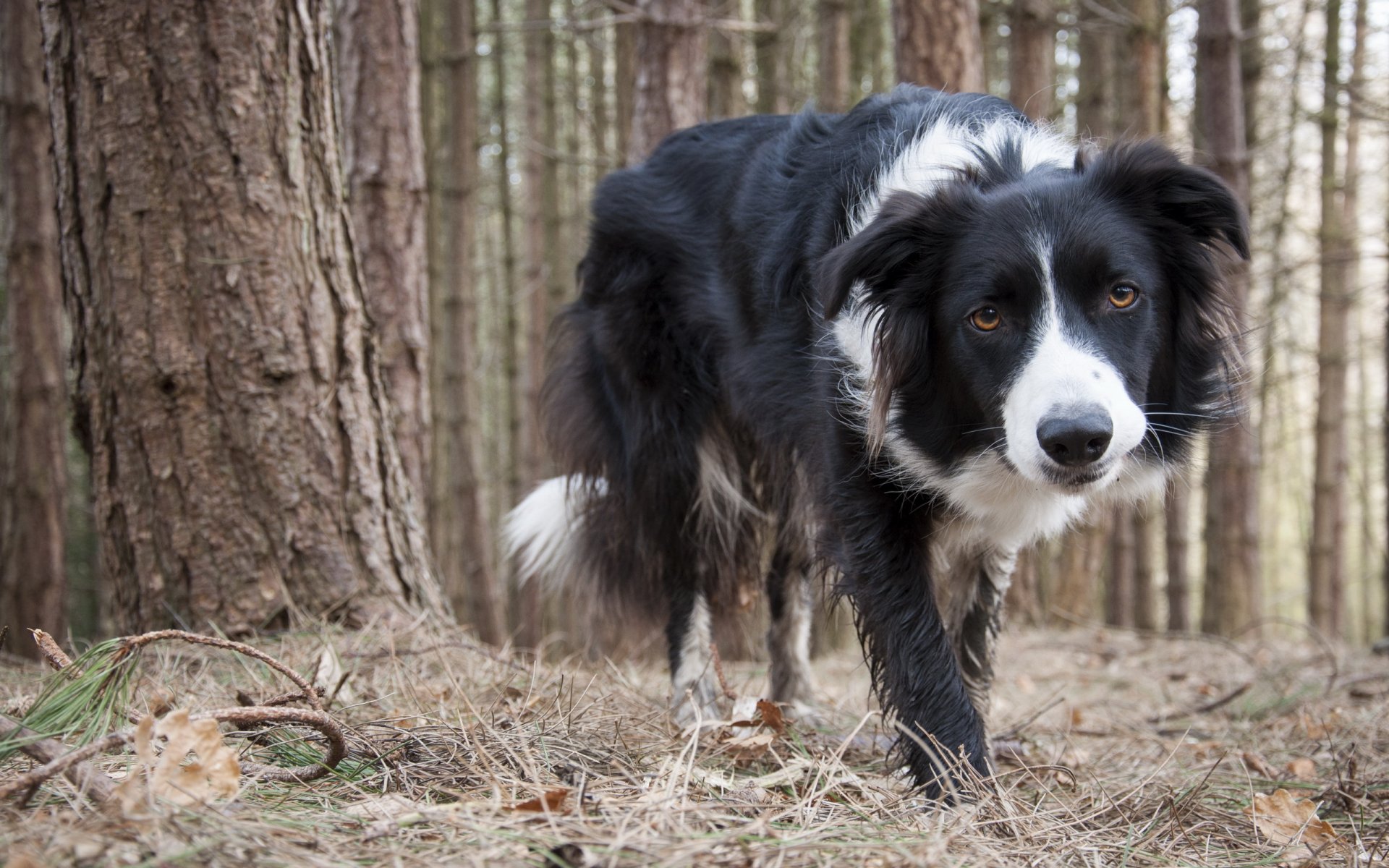 collie chien ami