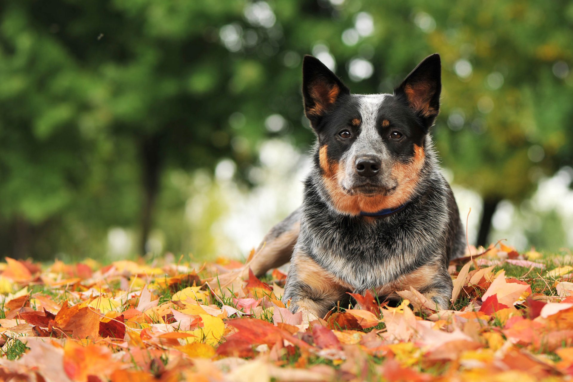 hund blick freund herbst