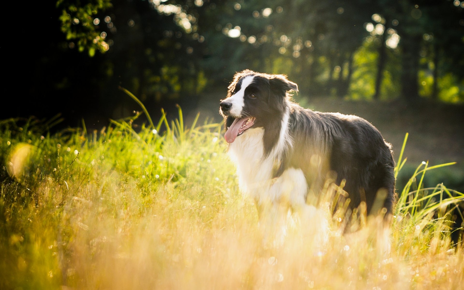 border collie hund gras