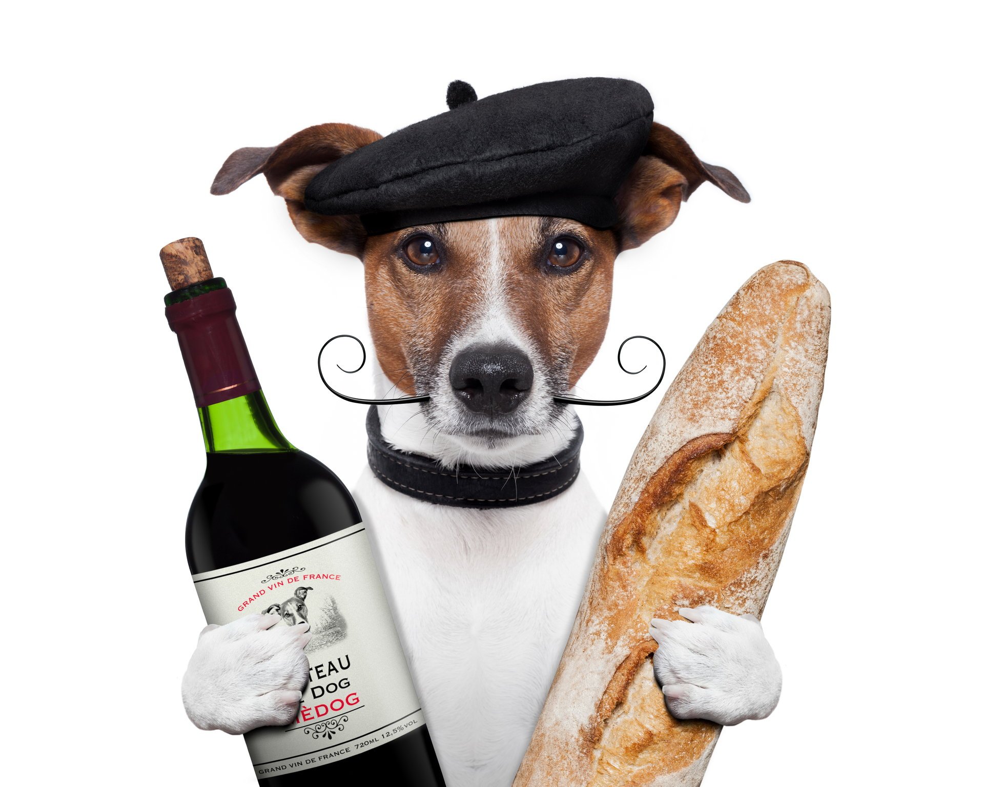 jack-russell-terrier hund kappe schnurrbart wein brot flasche laib pfoten weißer hintergrund humor