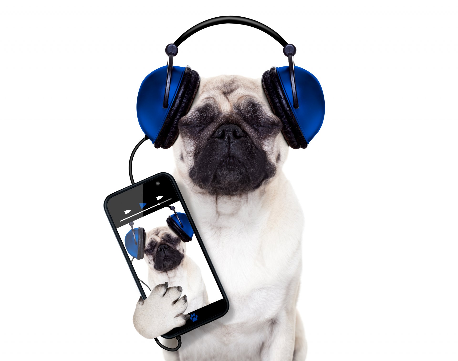 pug perro teléfono auriculares smartphone fondo blanco humor