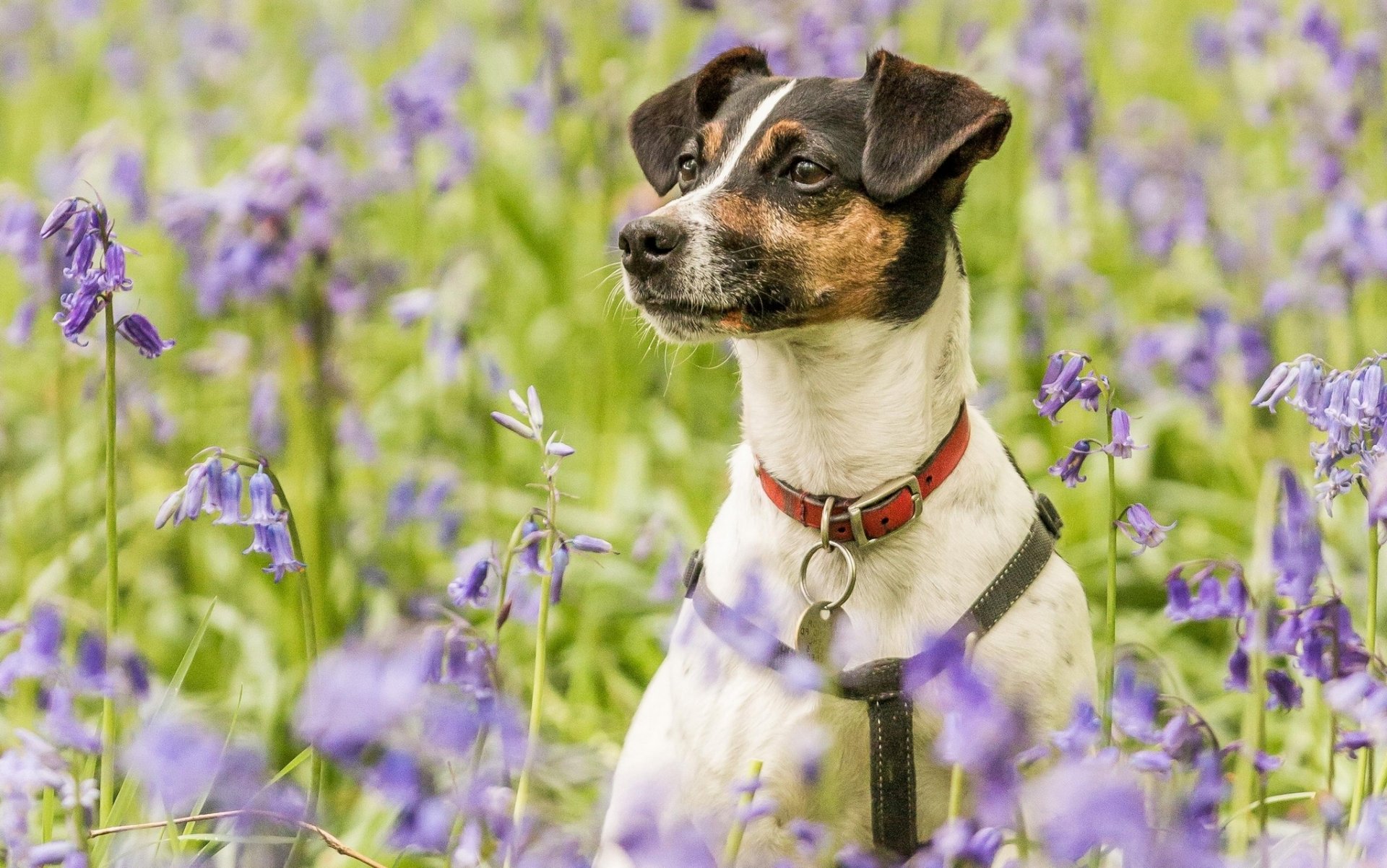 chien collier prairie fleurs cloches portrait