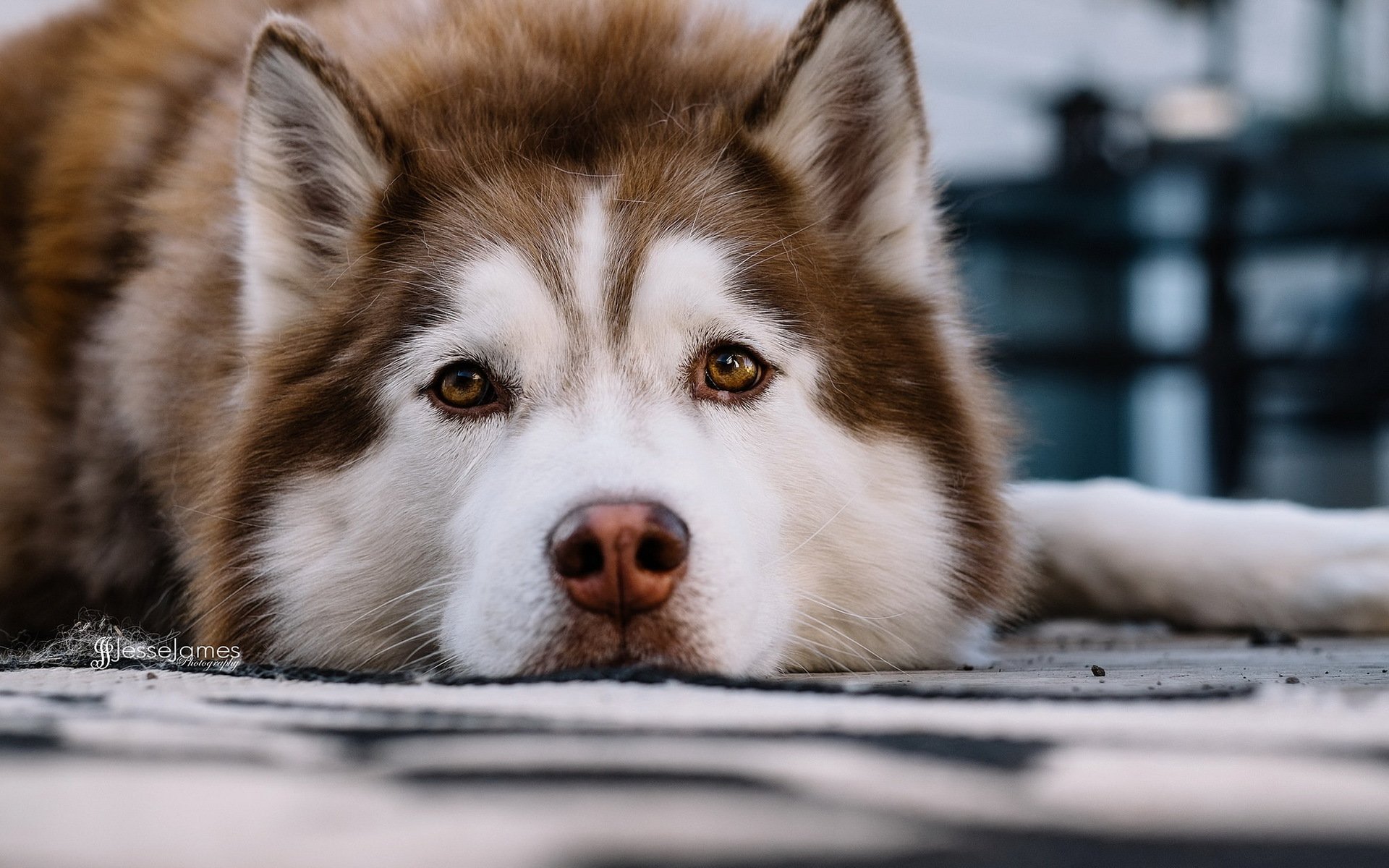 perro mirada amigo