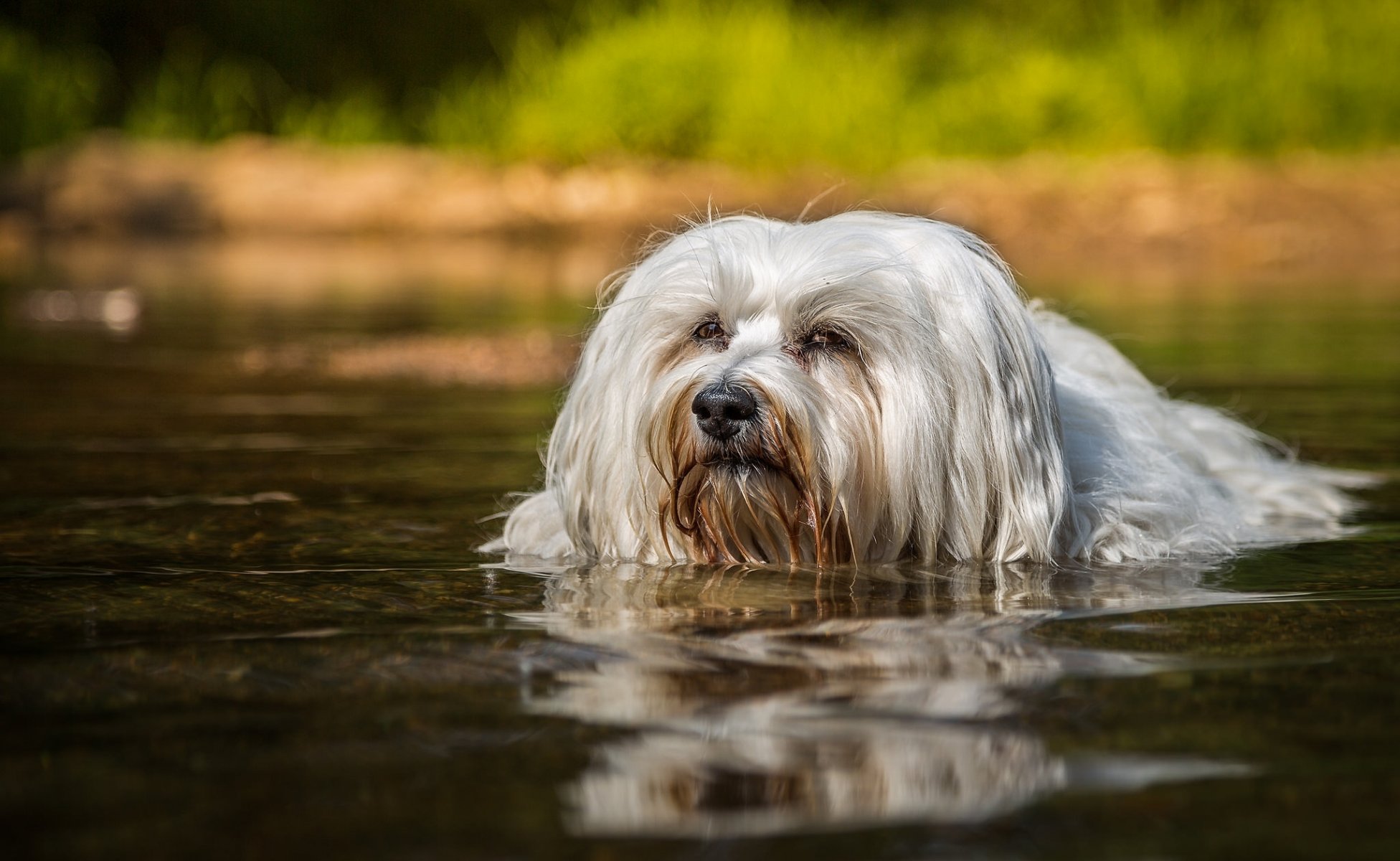 bichon dell avana cane nuoto acqua