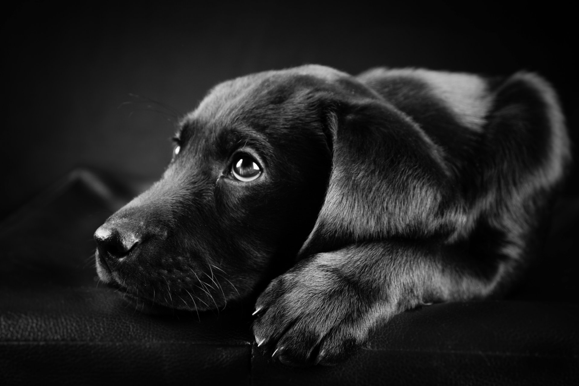 cane labrador in bianco e nero foto