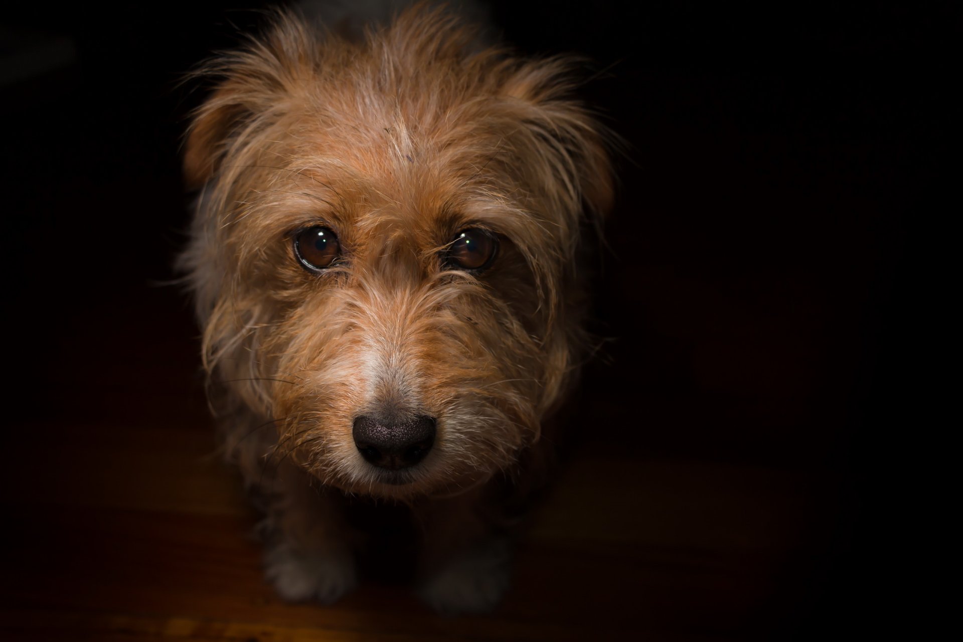 perro mirada amigo