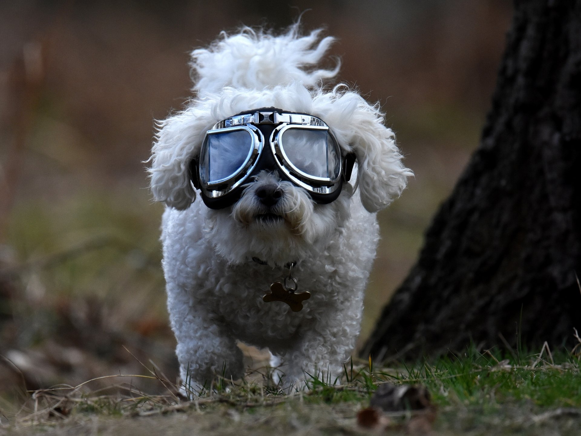 cane cagnolino occhiali