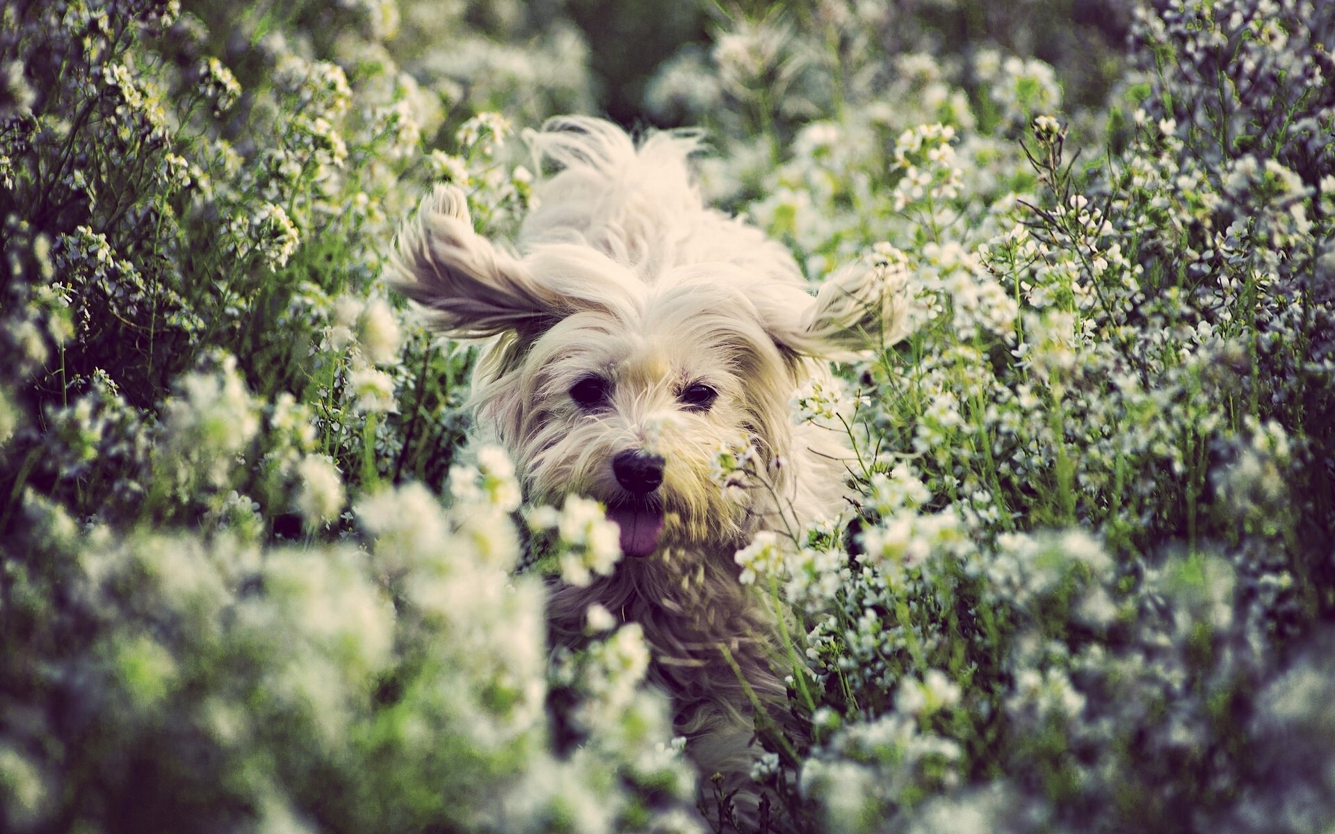 coton de tulear hund blumen freude stimmung