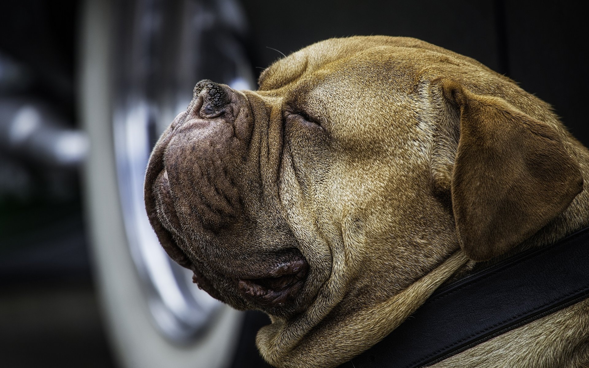 chien museau collier portrait