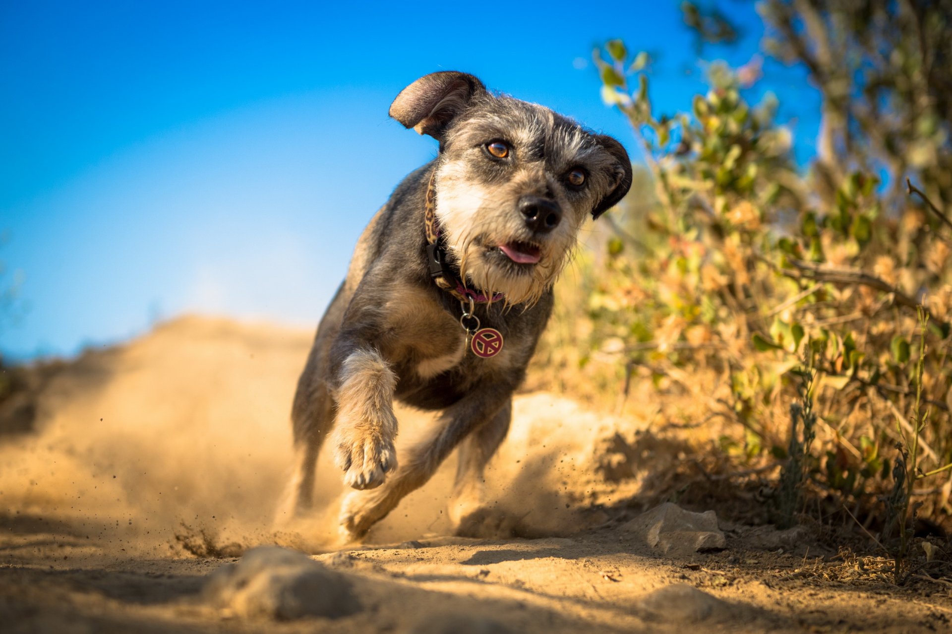 hund laufen hintergrund