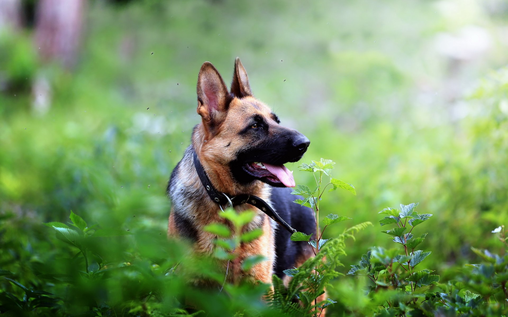 chien regard ami