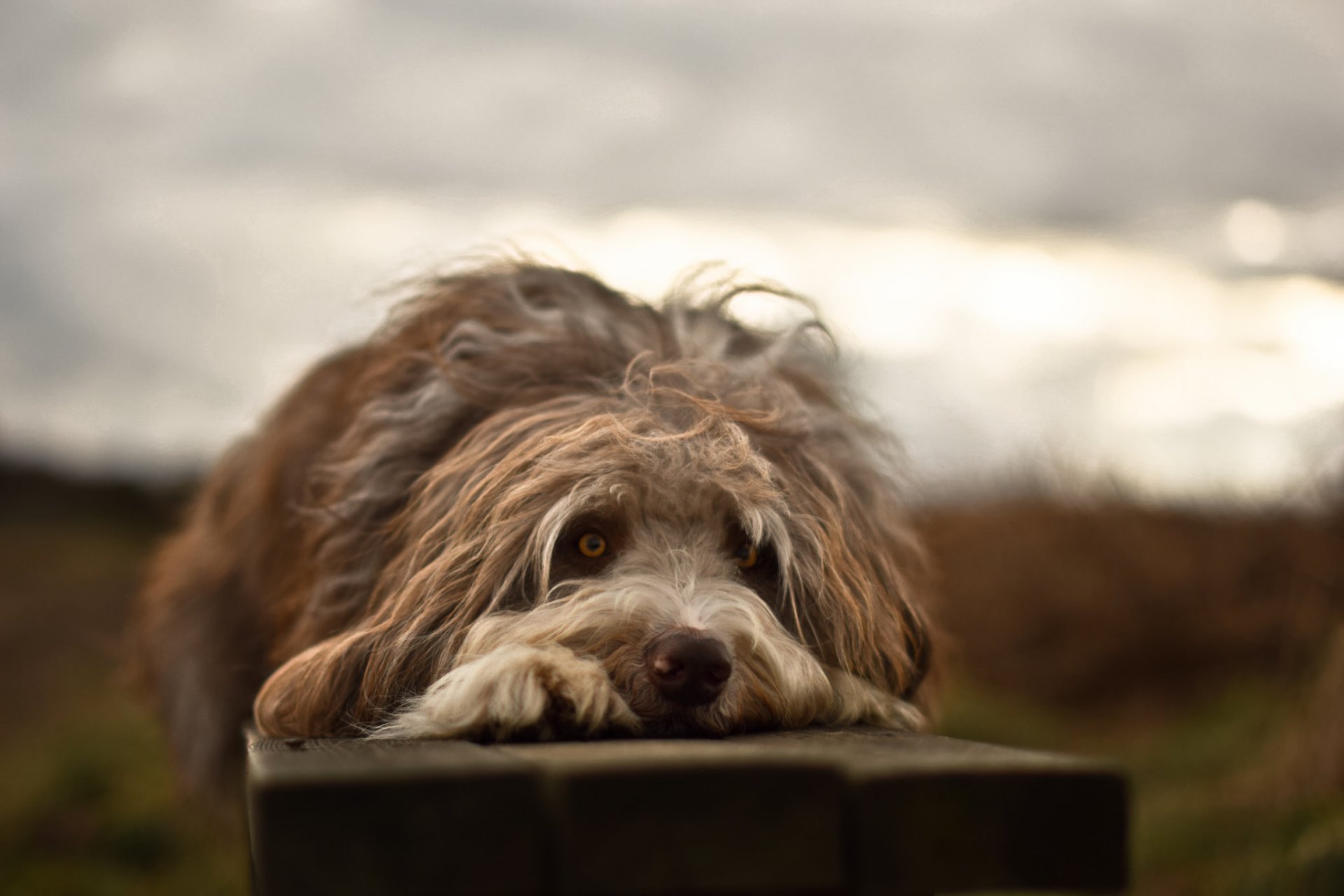 perro mirada amigo