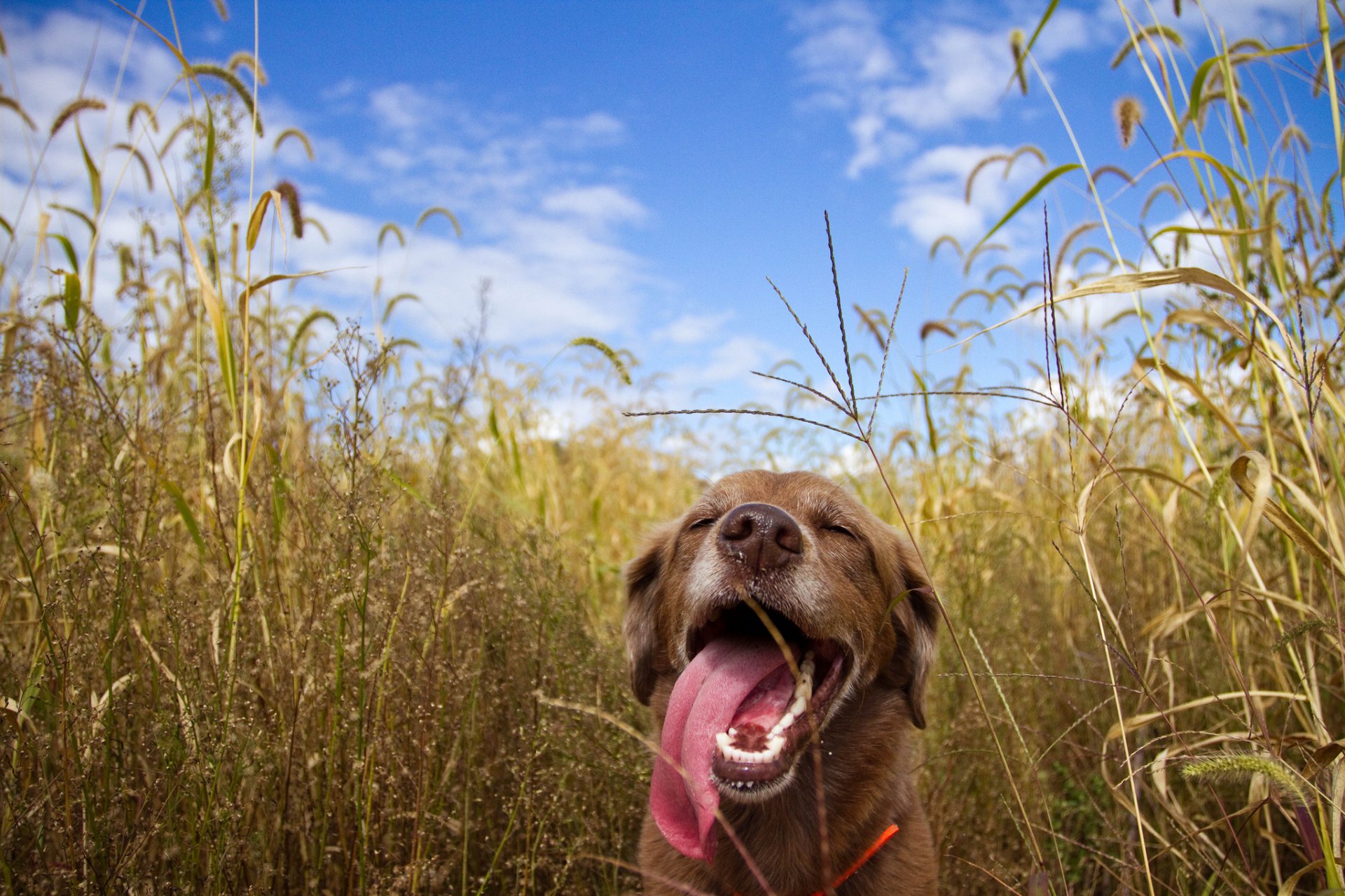 animale amico cane lingua sporgente campo