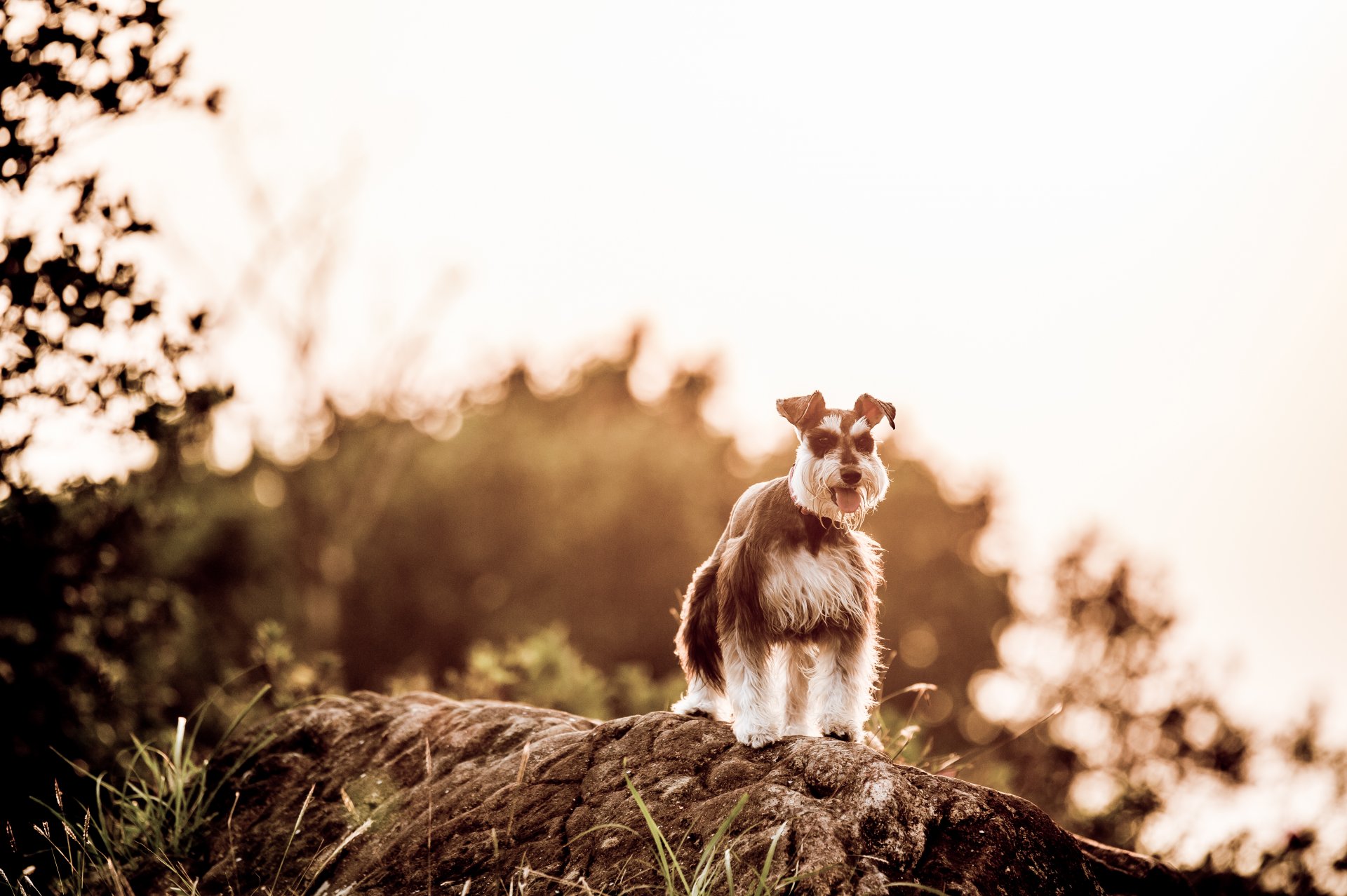 hund blick freund