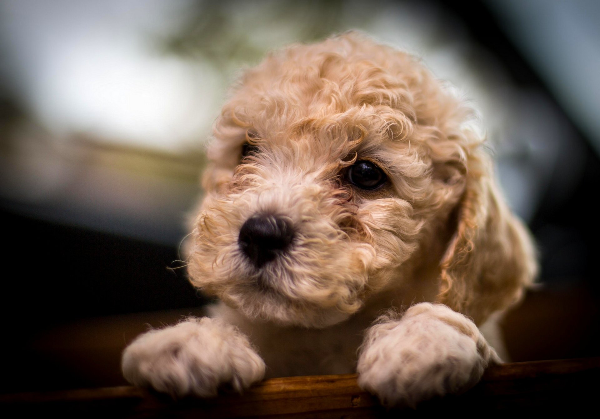 caniche perro cachorro hocico