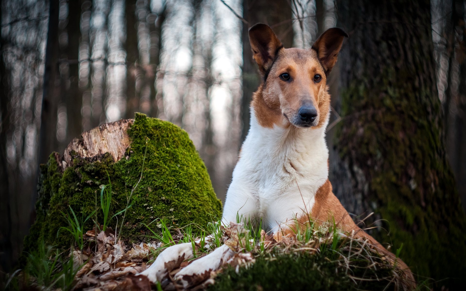 hund blick freund