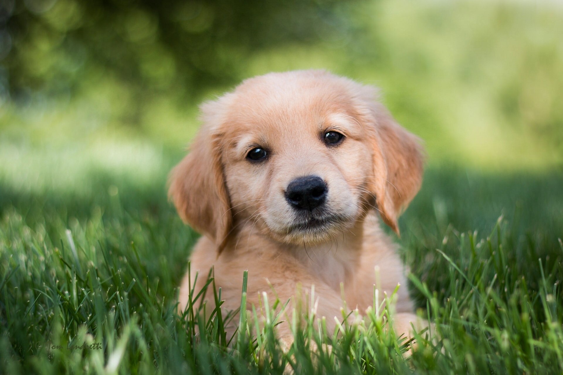 golden retriever golden retriever chien chiot vue herbe