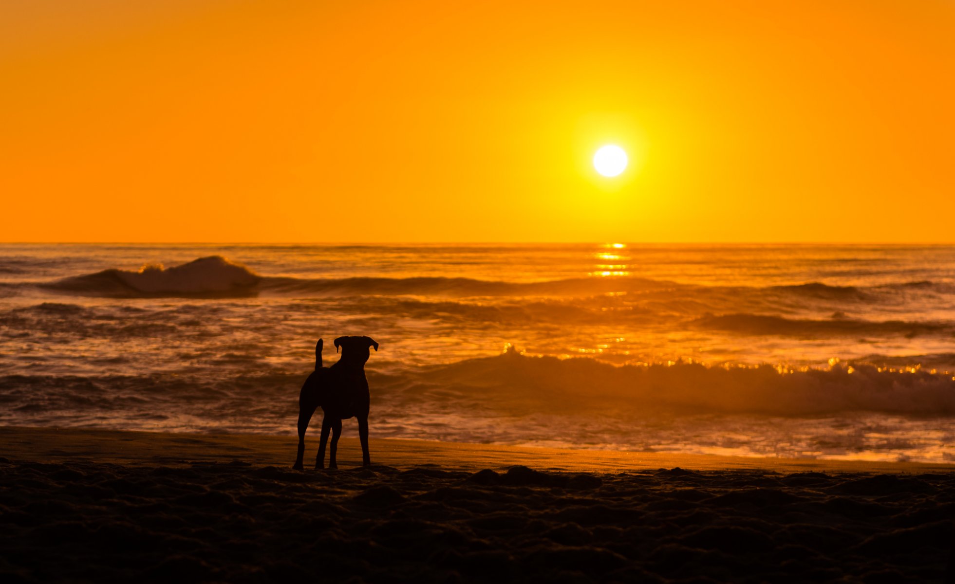 perro mar puesta de sol