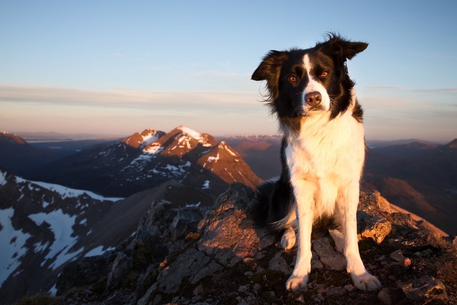 border collie hund blick berge