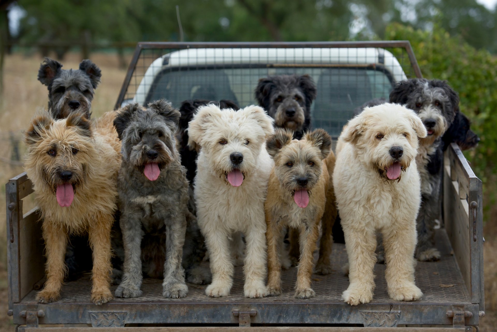 barbado da terceira barbado de terceira perro de pastor perros lenguas coche camión cuerpo