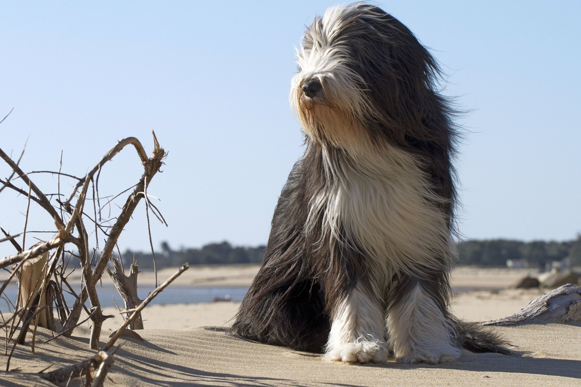 other dog beach