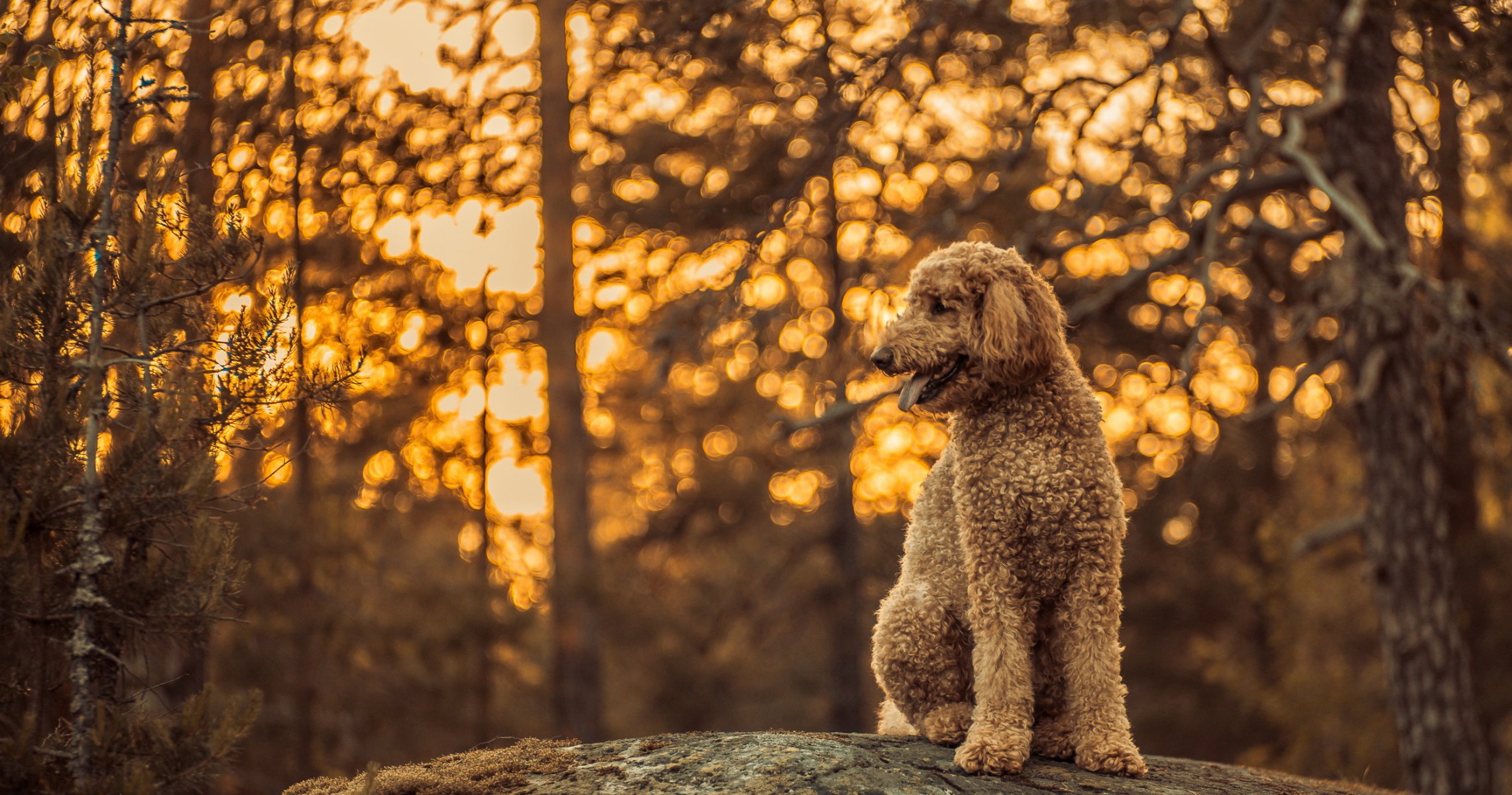 cane sguardo amico foresta