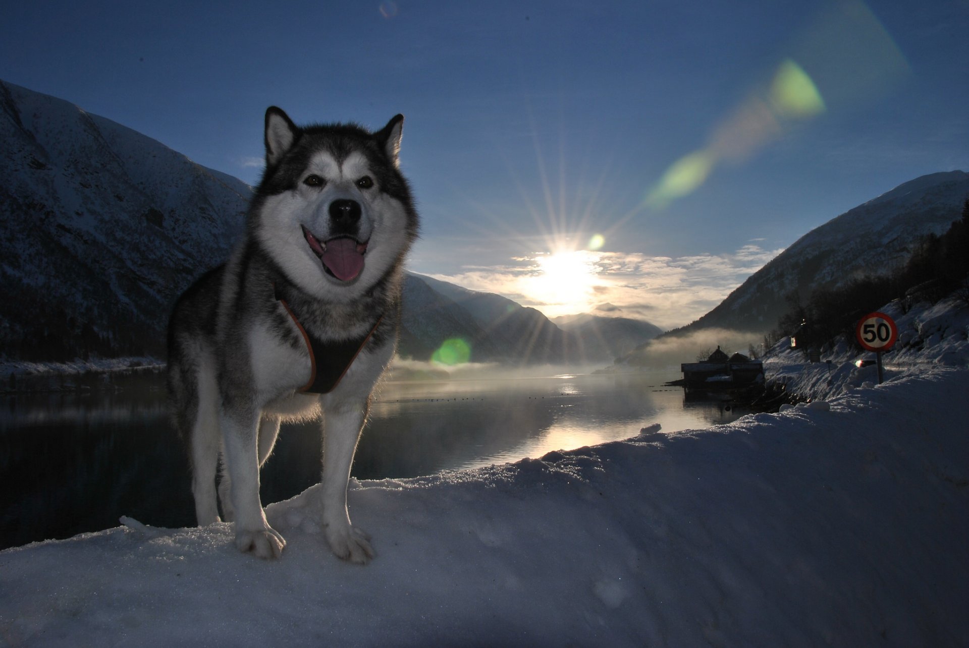 amigo perro lengua nieve paisaje