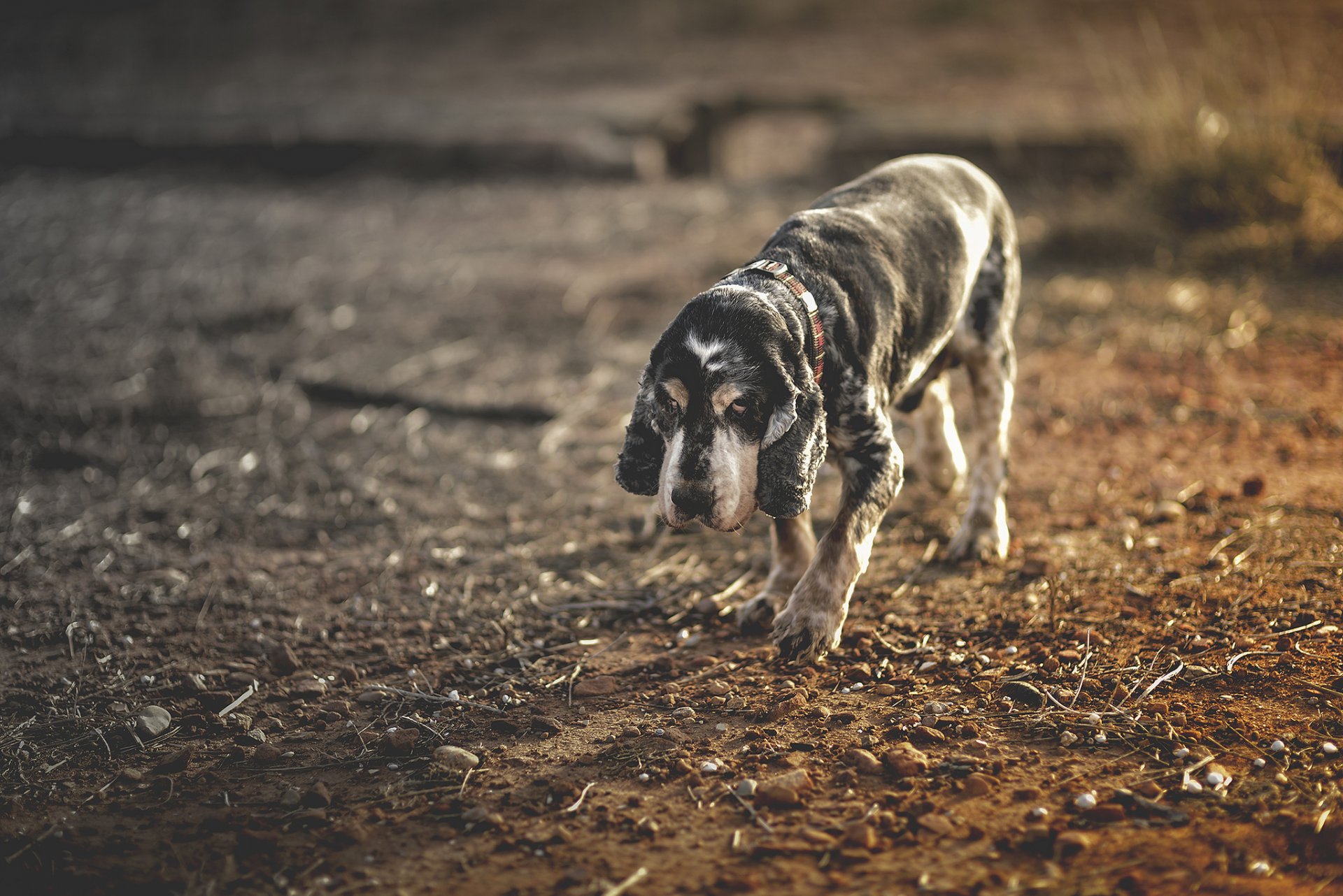 chien regard ami