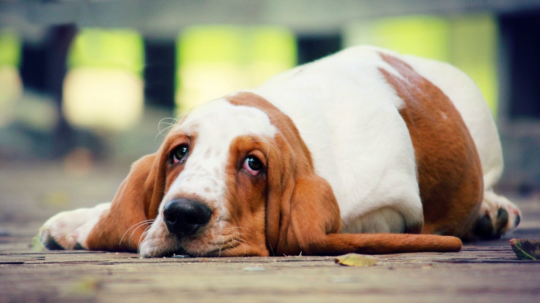 basset hound chien regard