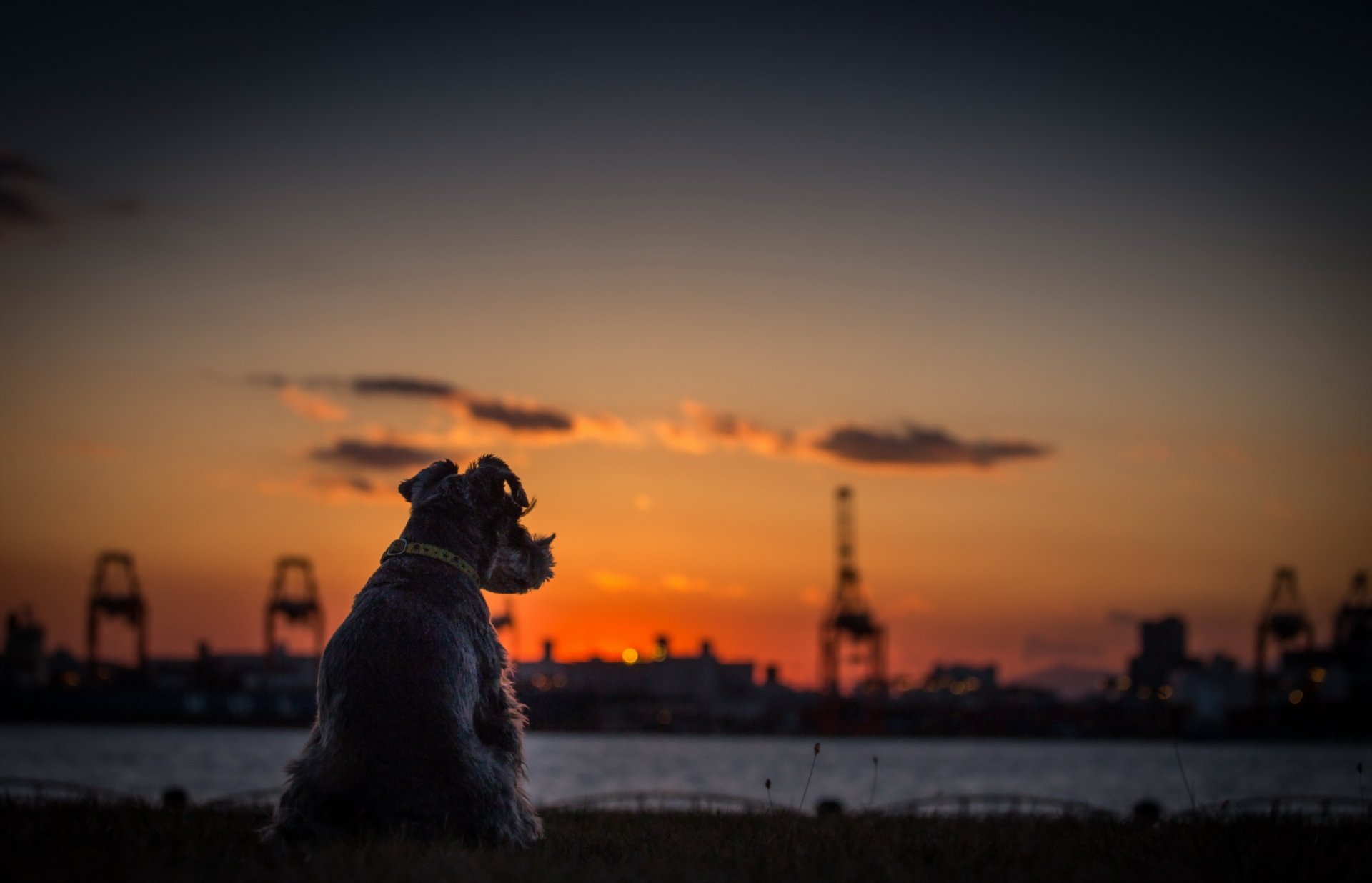 hund sonnenuntergang fluss