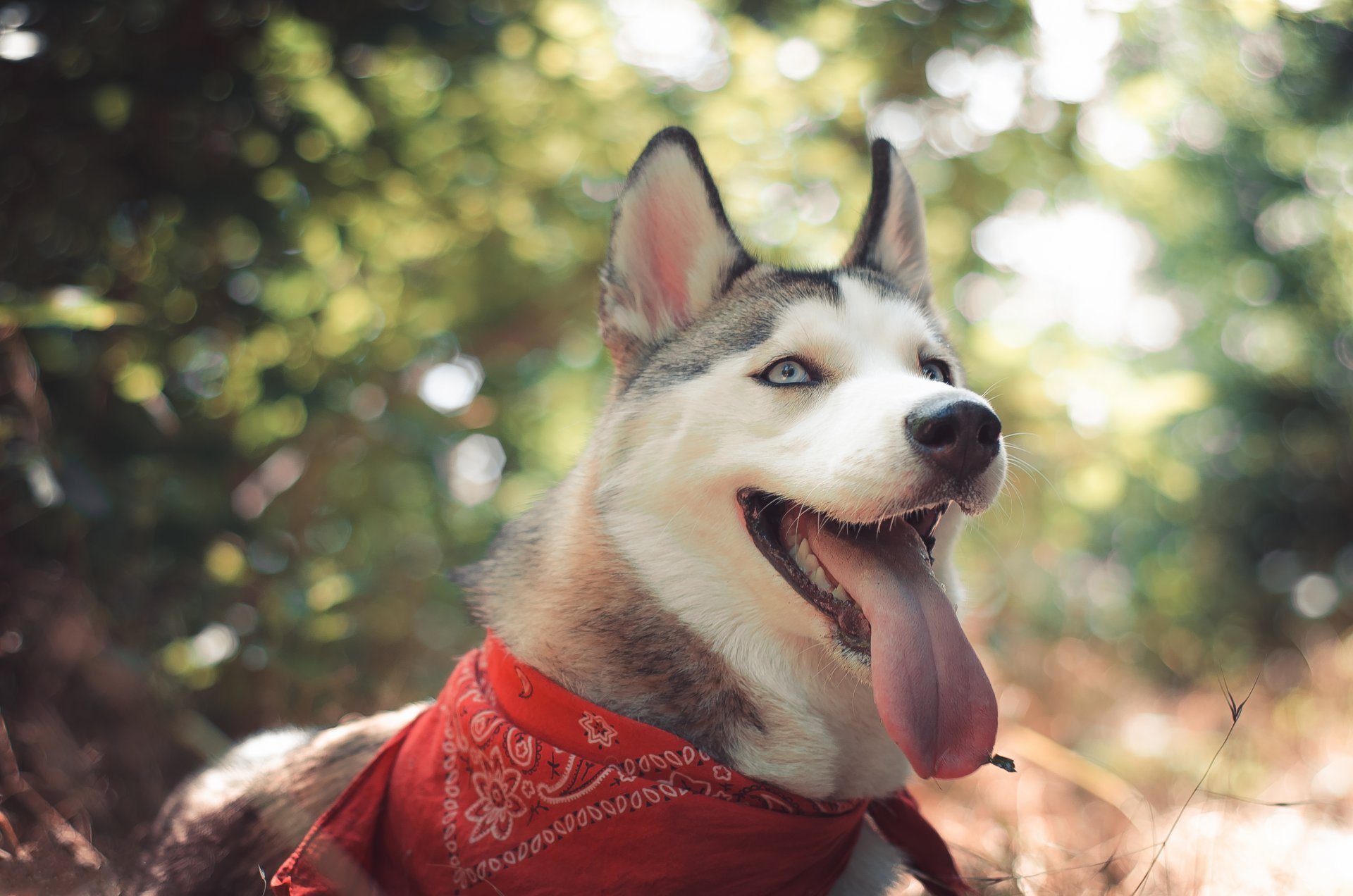 husky laika dog husk view ears nature close up