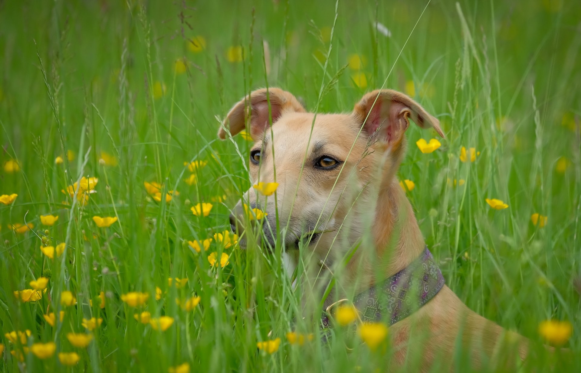 hund blick freund