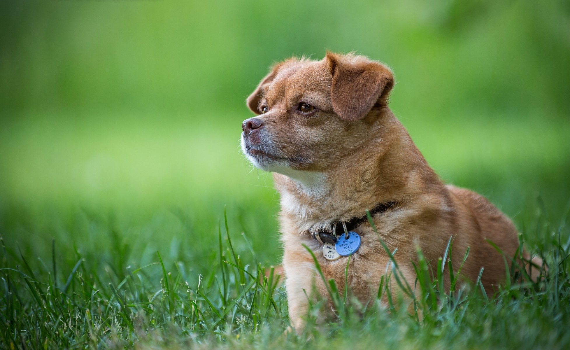 perro collar hierba