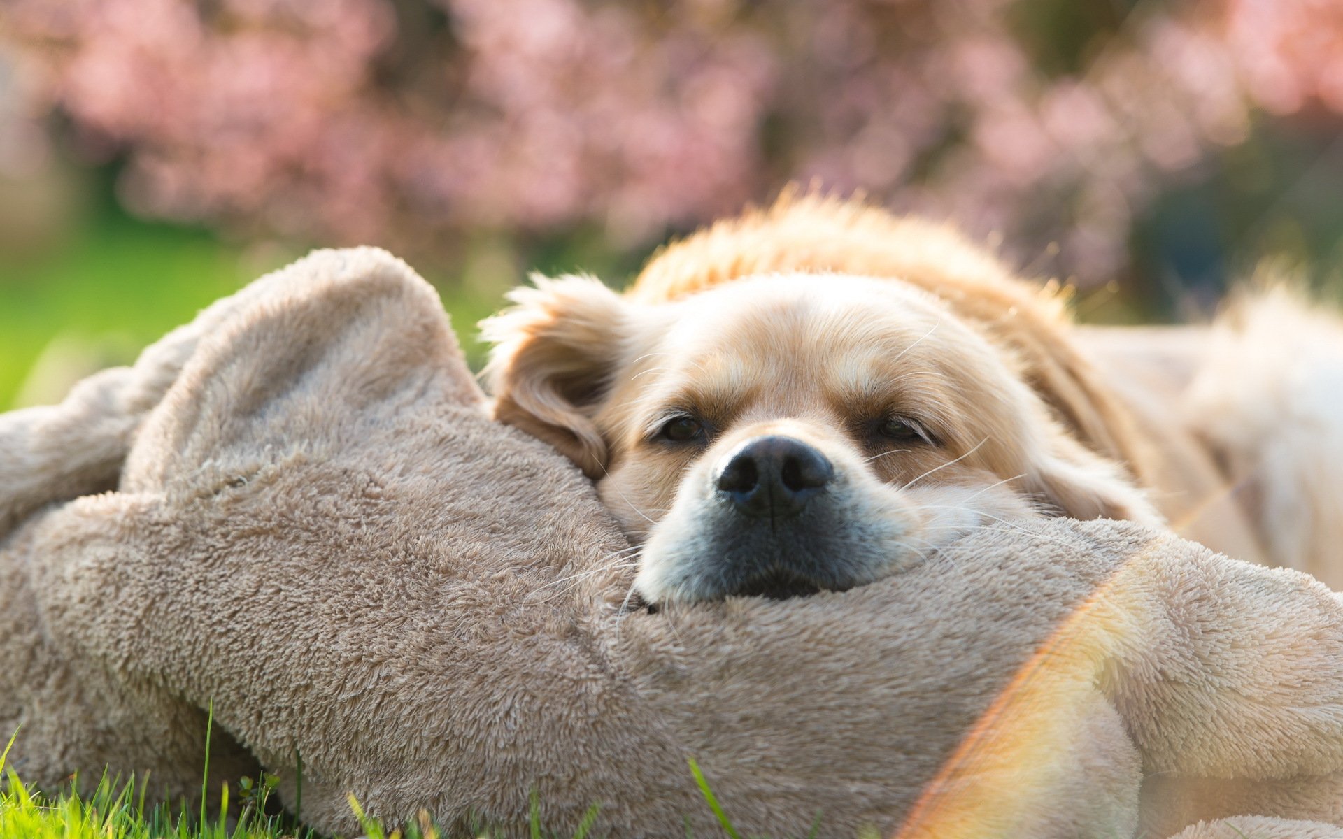 hund blick freund golden retriever