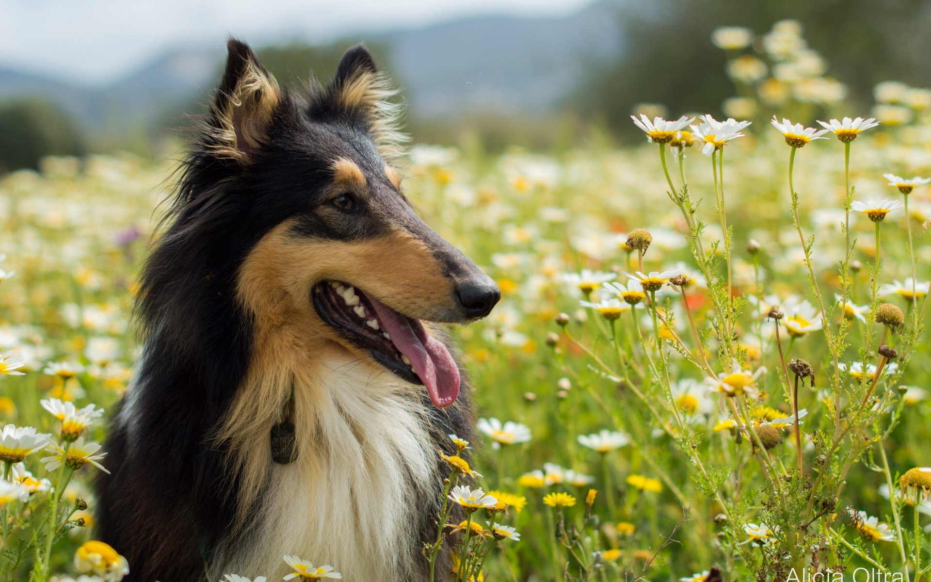 chien regard ami