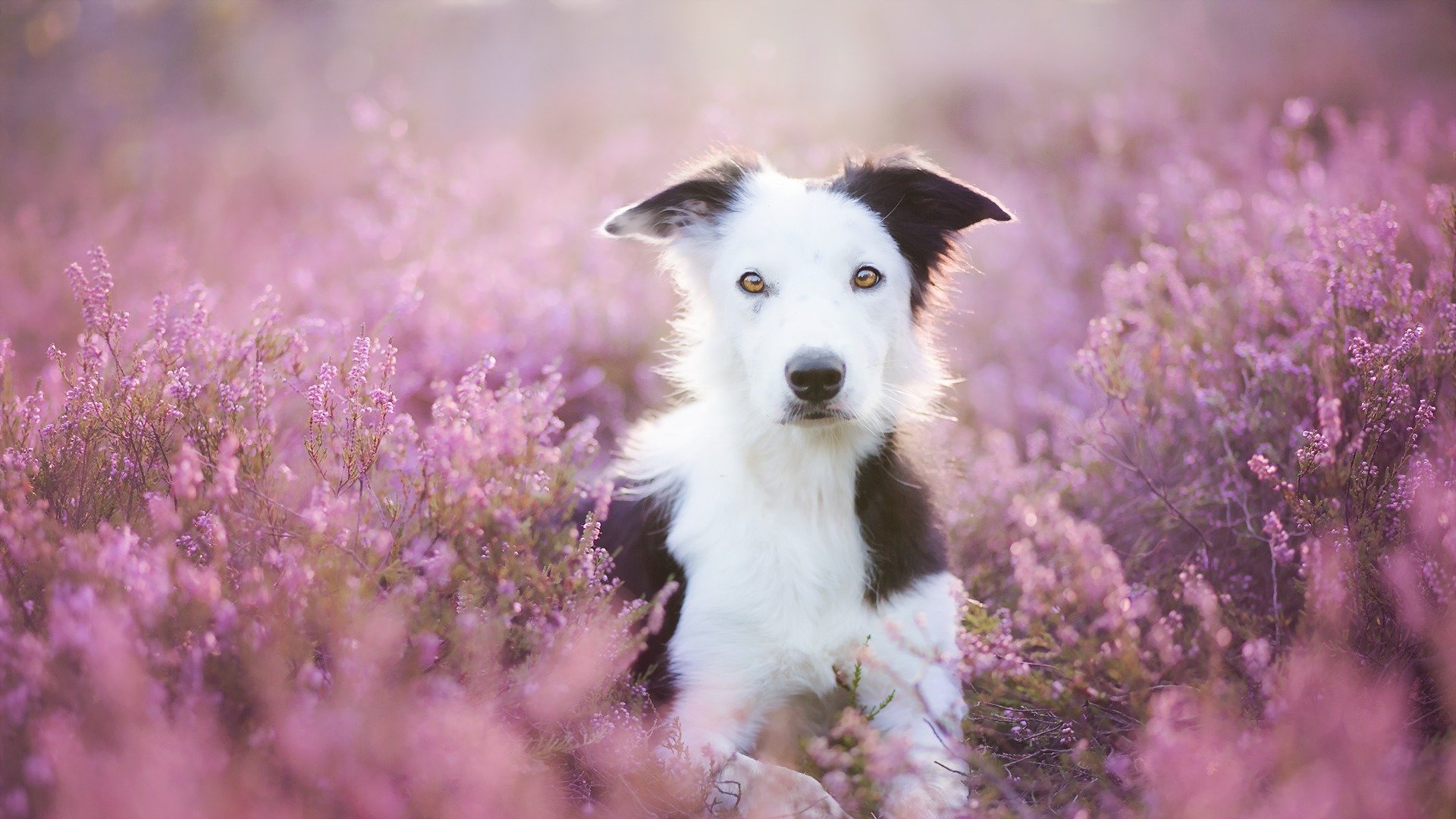 dog view other flower summer