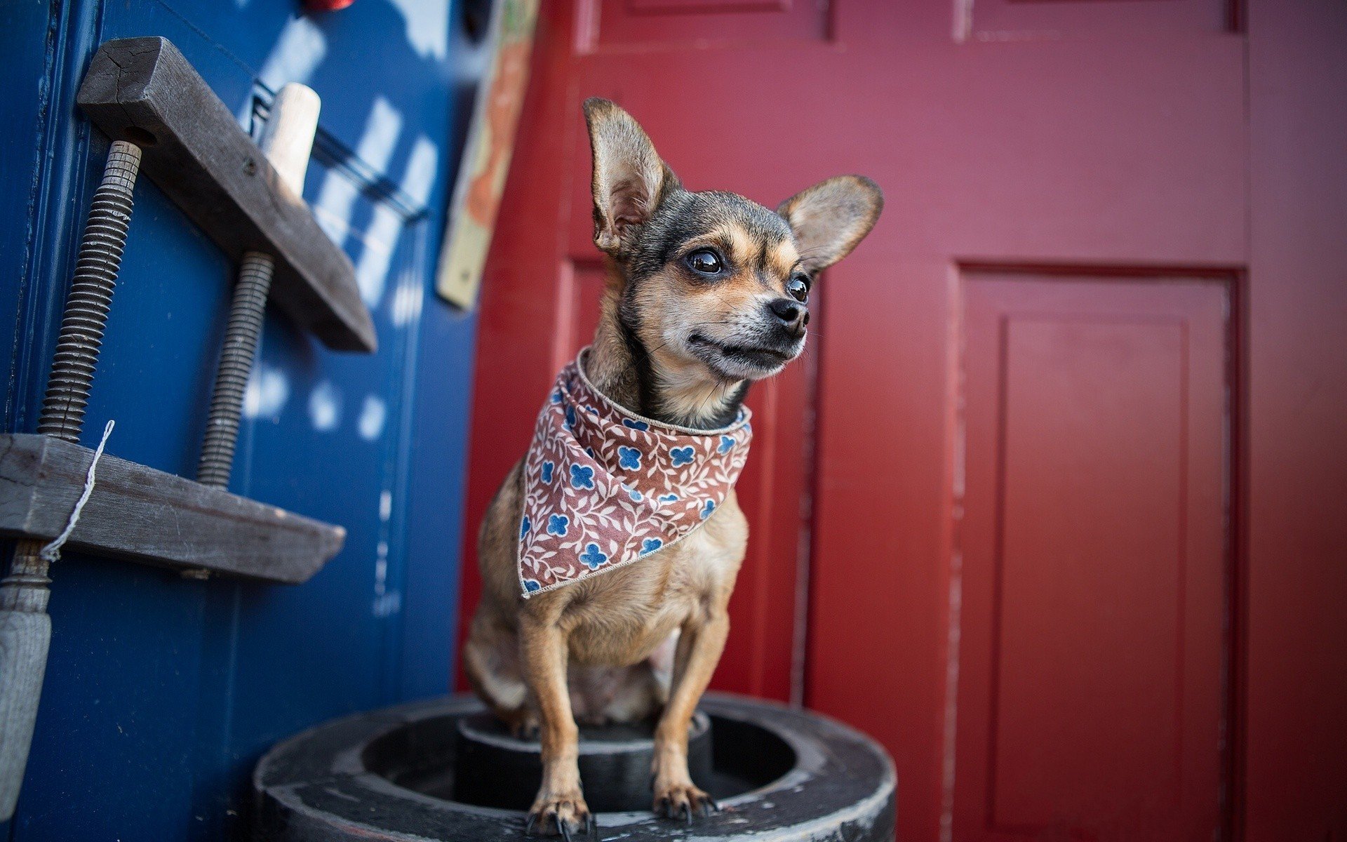 perro pañuelo chihuahua amigo mirada