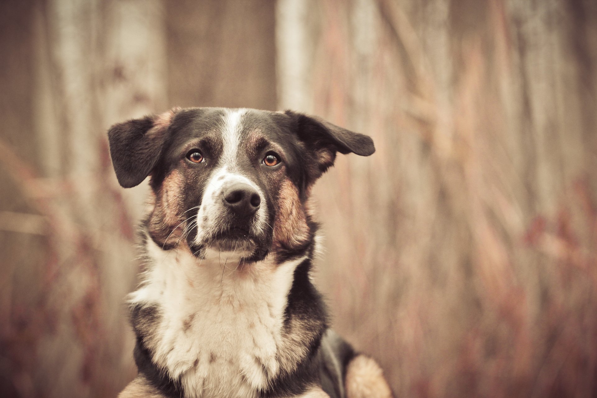 hund freund blick unschärfe