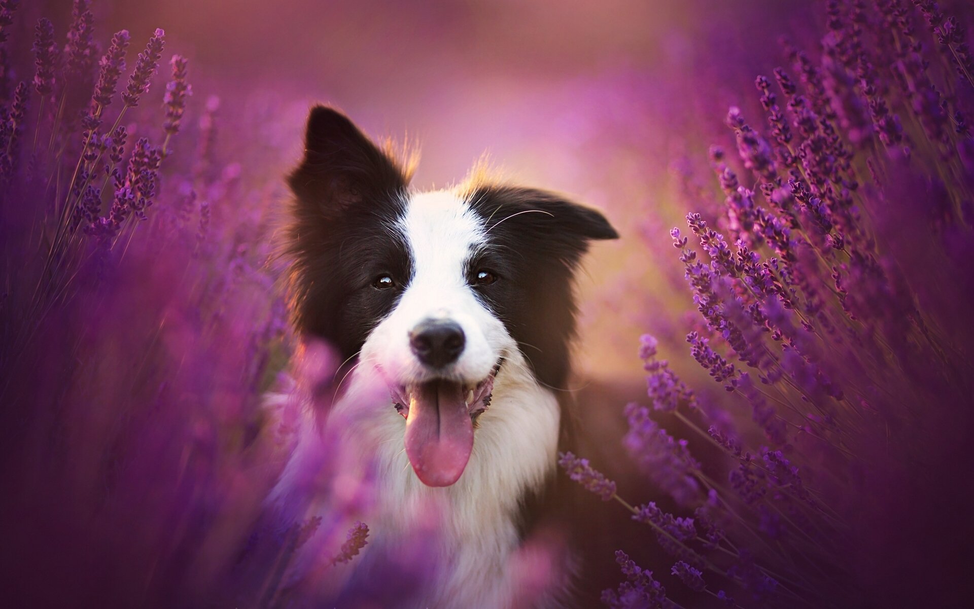 border collie pies język radość nastrój lawenda kwiaty