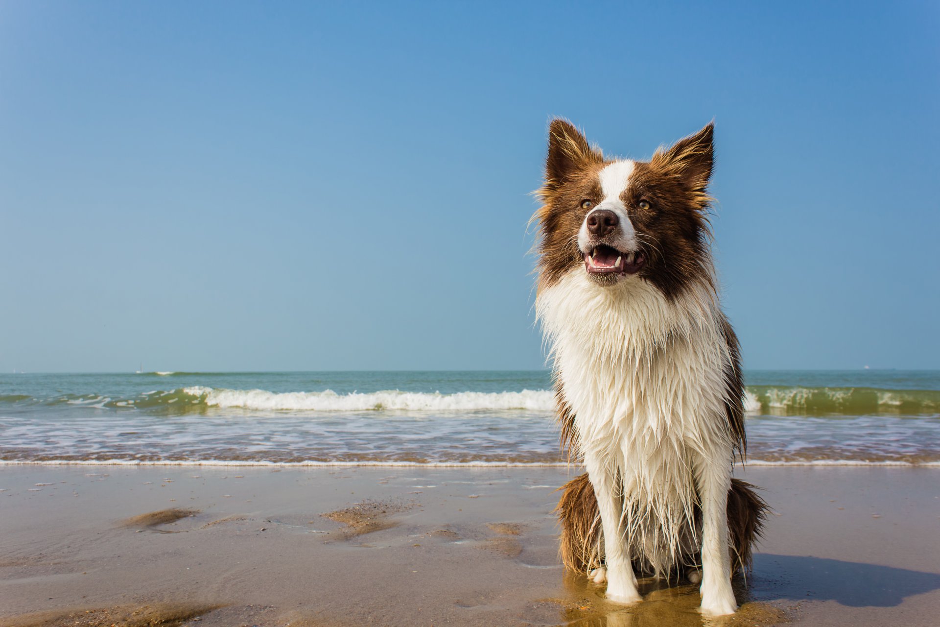 perro playa olas horizonte mojado mar cuello blanco