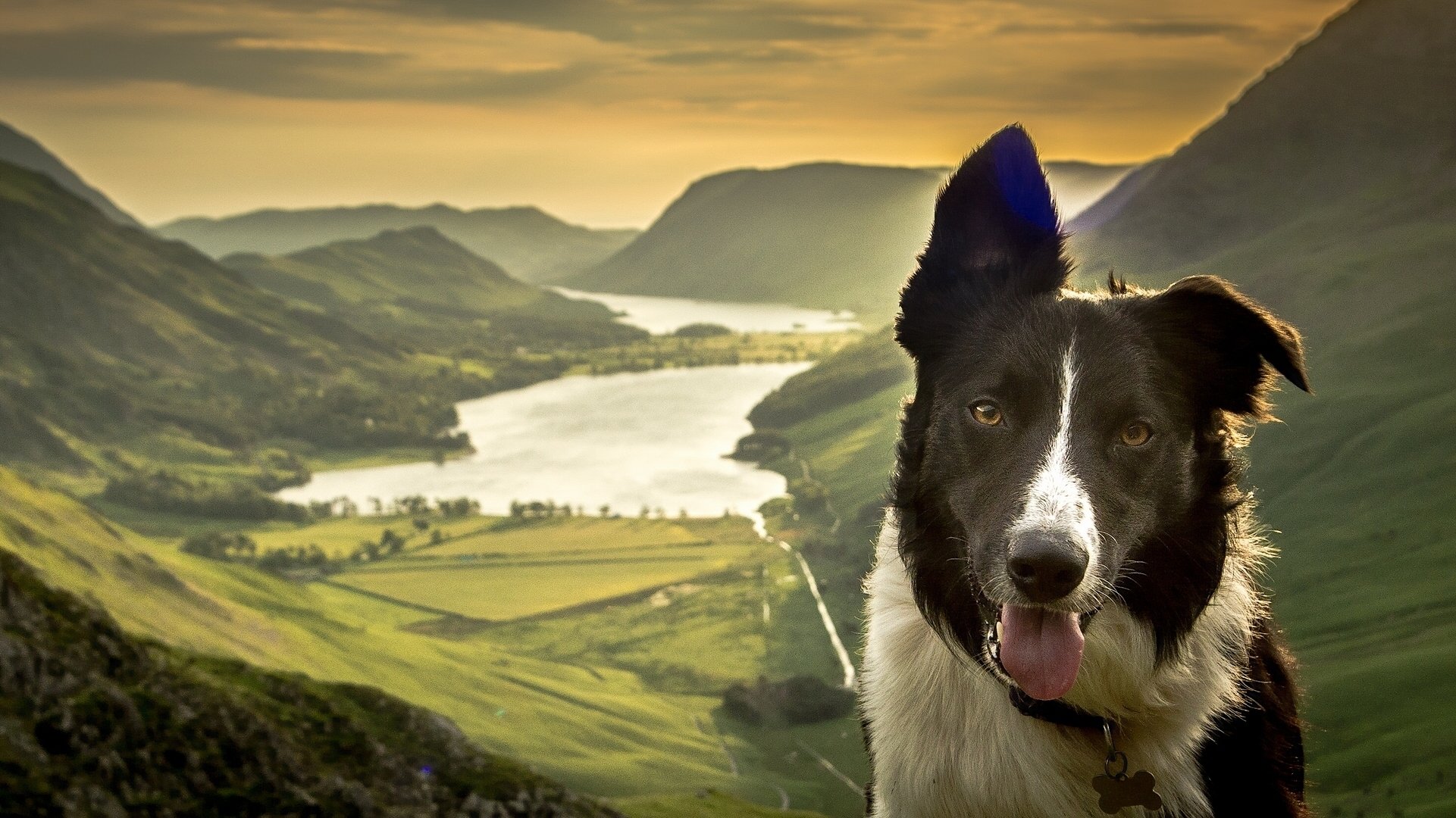 border collie dog face nature lake mountain valley panorama