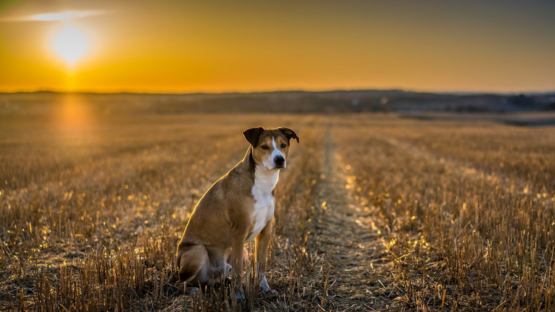 perro mirada amigo