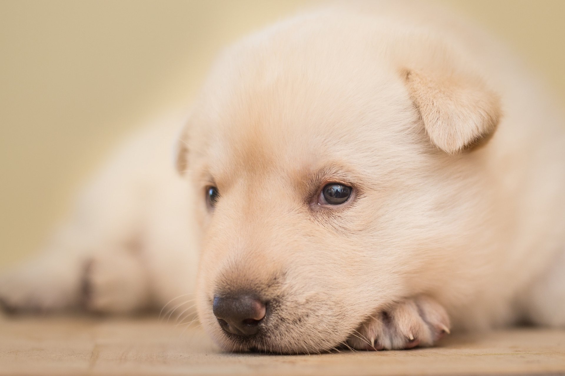 perro cachorro bebé cara