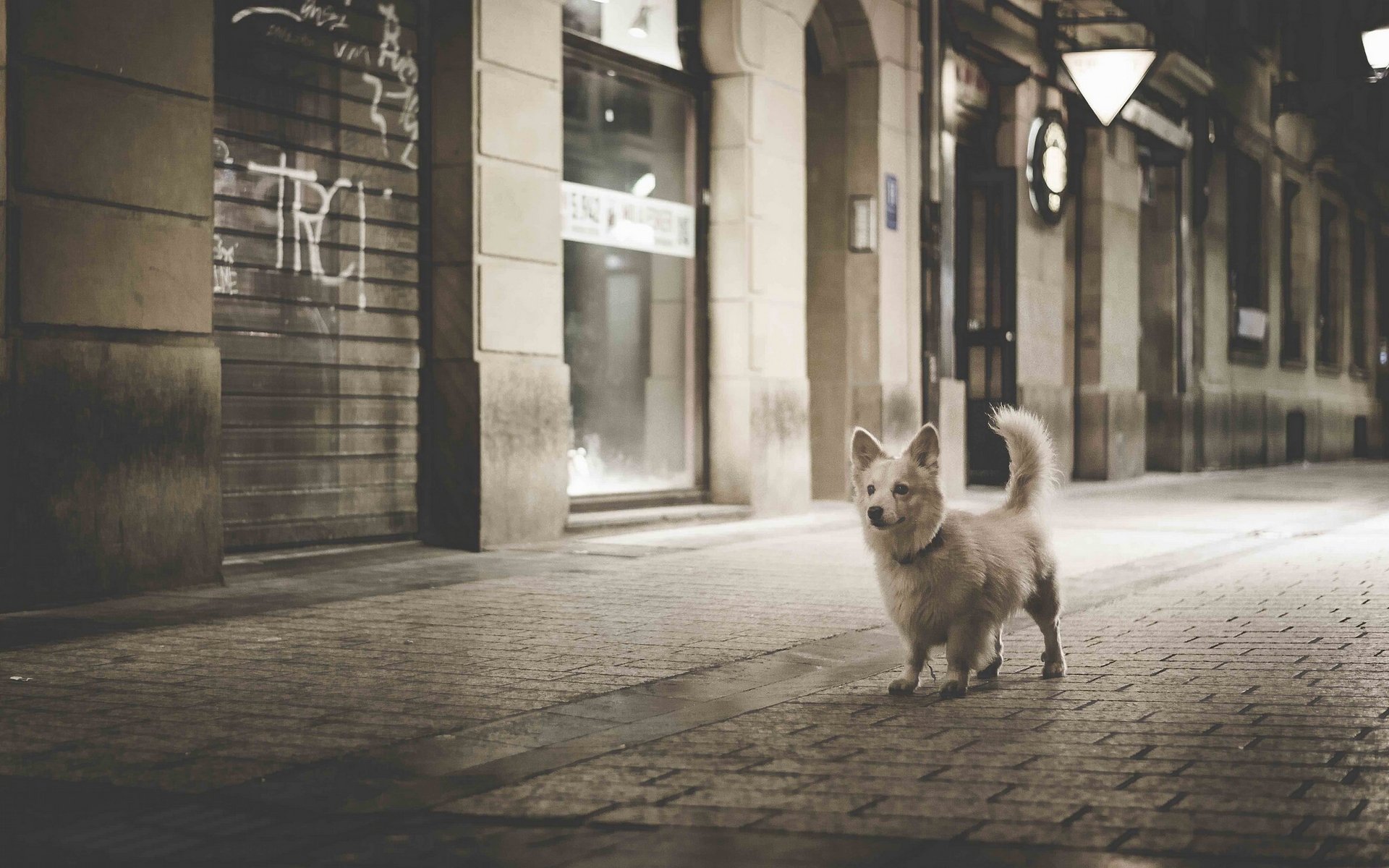 hund pflaster nachtstadt spaziergang durch die nachtstadt monochrom