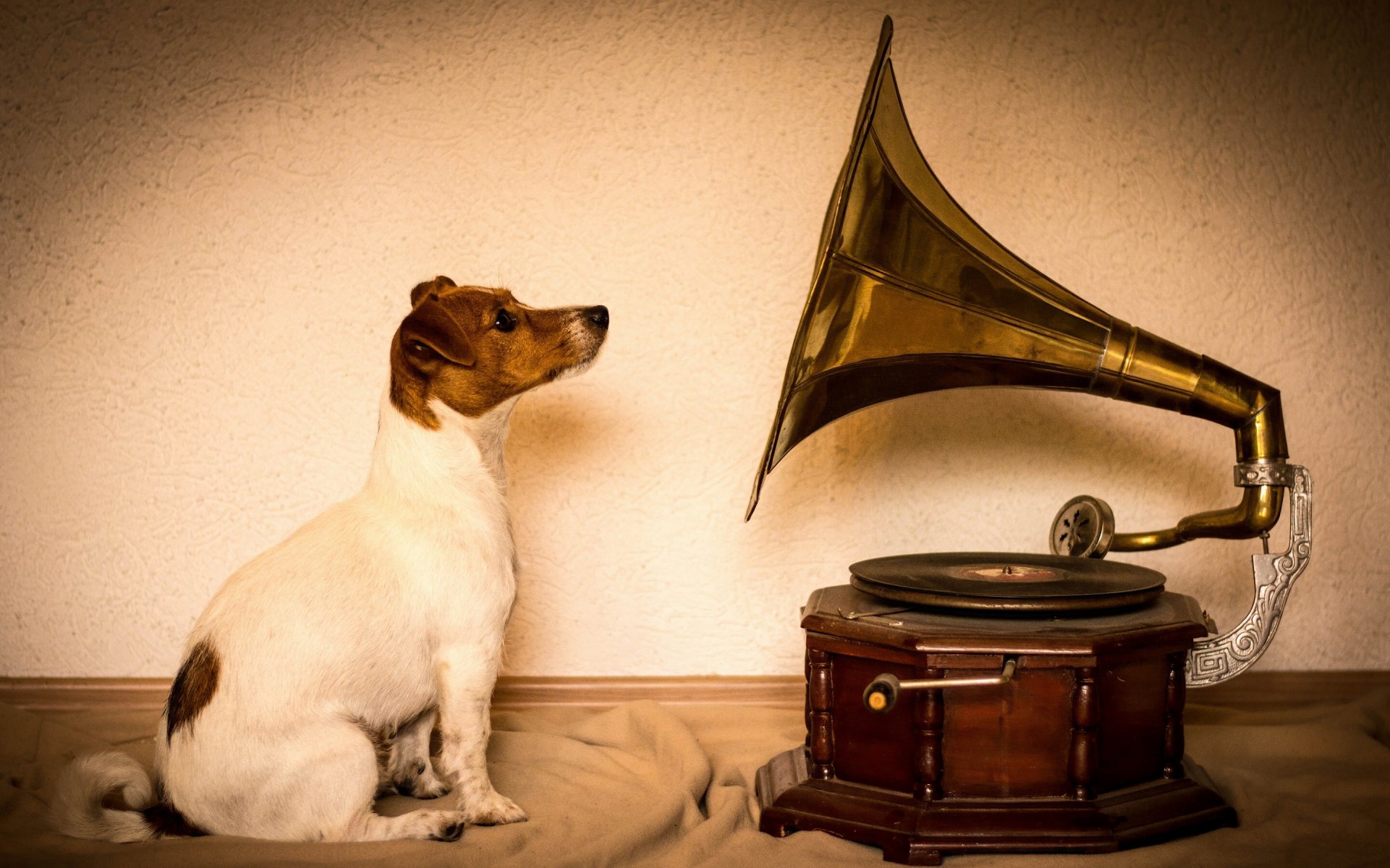 jack russell terrier pies gramofon