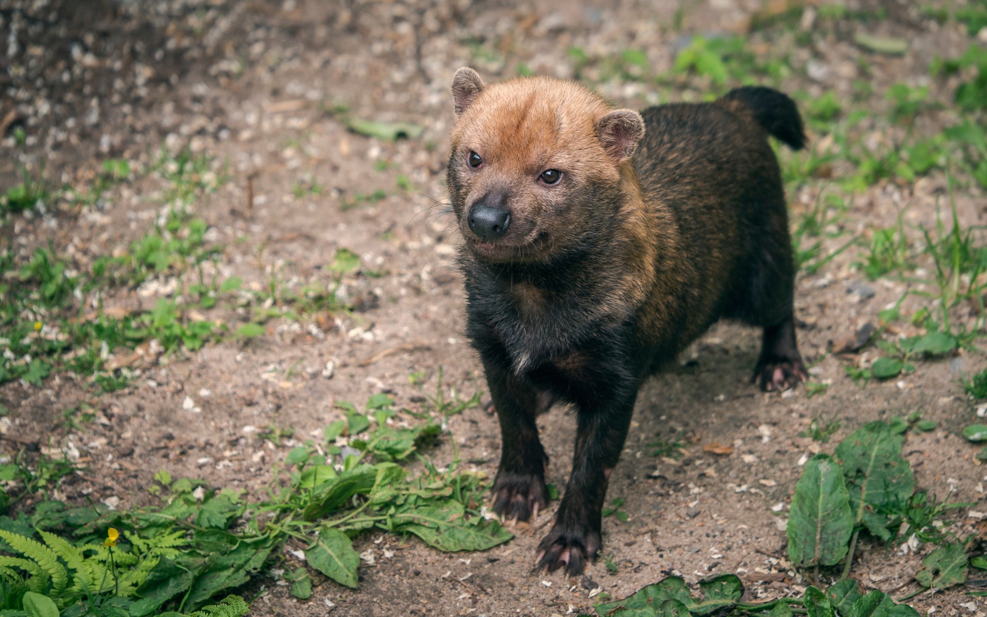 waldhund chien de brousse mammifère prédateur