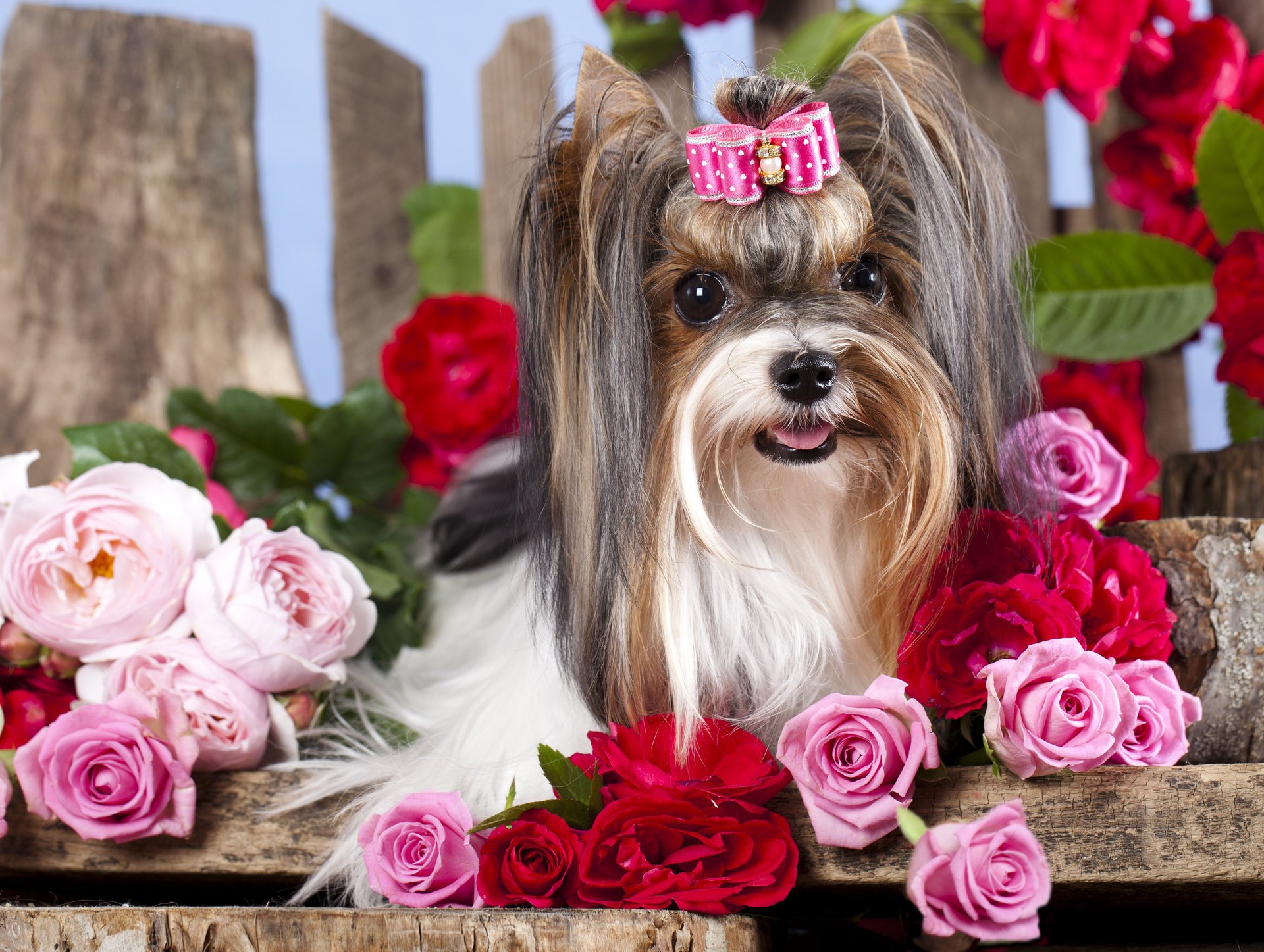 chien fille barrette arc fleurs roses