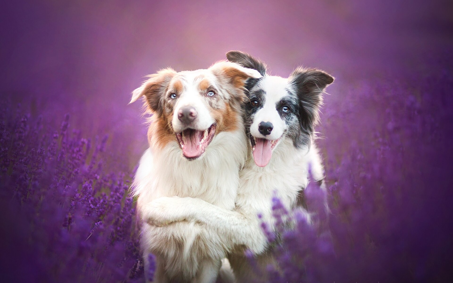 border collie chiens amis amitié lavande fleurs